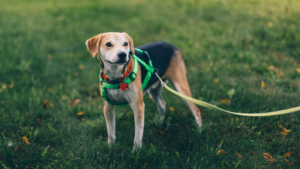 Guide to Dog Collars and Leashes
